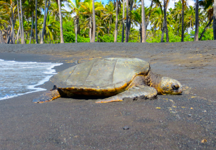 Aloha Quilters! Cyndy Rymer Shares her Hawaiian Quilting Idyll with Esterita Austin