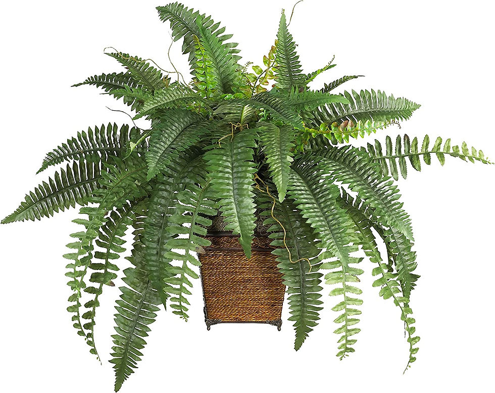 Boston Silk Fern Planters