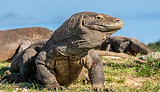 Komodo dragon