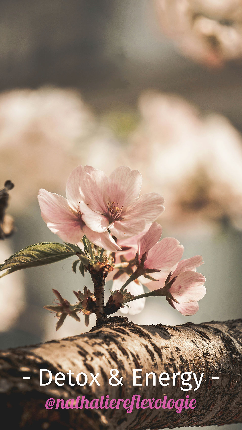 Detox / Réflexologie