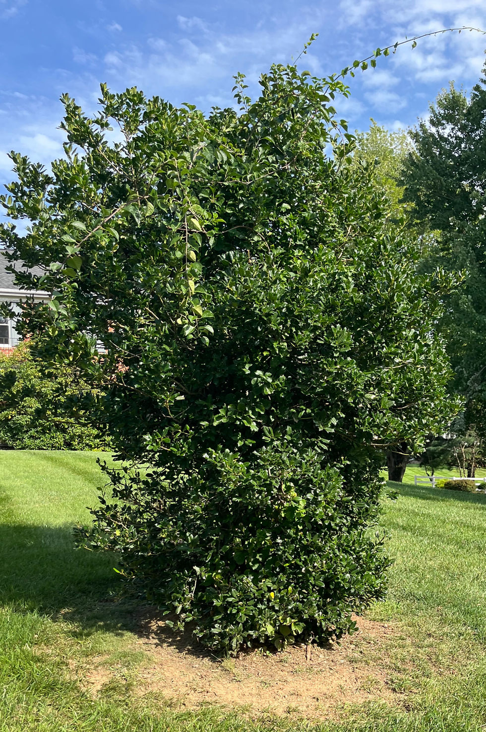 Skinny-bottom deer-eaten holly