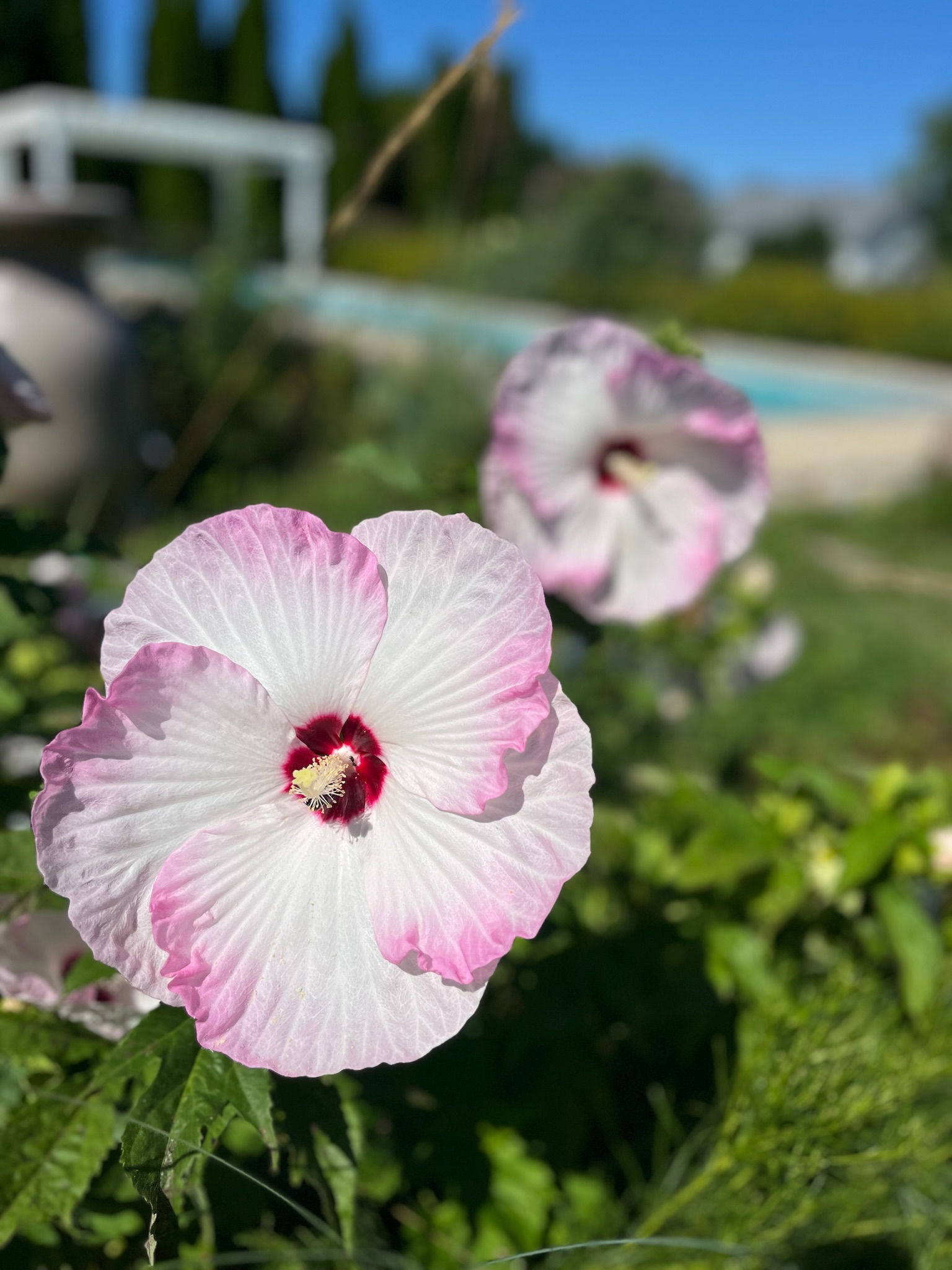 Hibiscus moscheutos / Swamp rose mallow