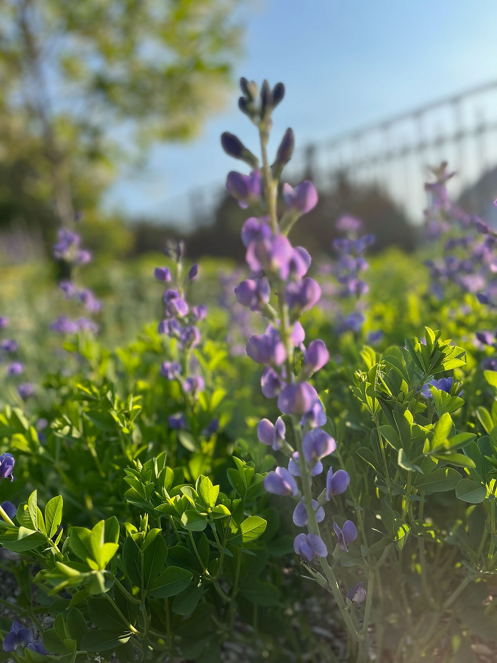 Thumbnail: Baptisia Australis / Blue false indigo