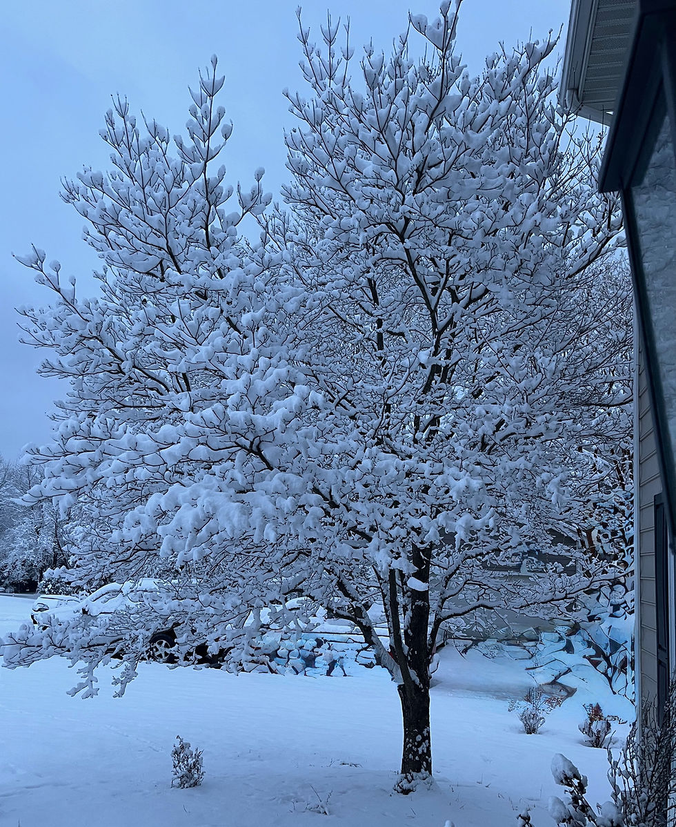 Snow-covered Cornus florida