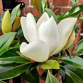 Magnolia_ Grandiflora Gallissoniensis