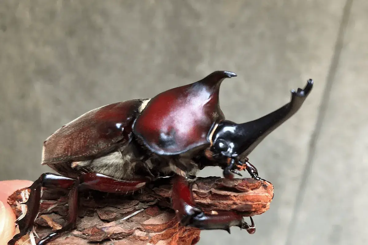 大きく育ったカブトムシの成虫
