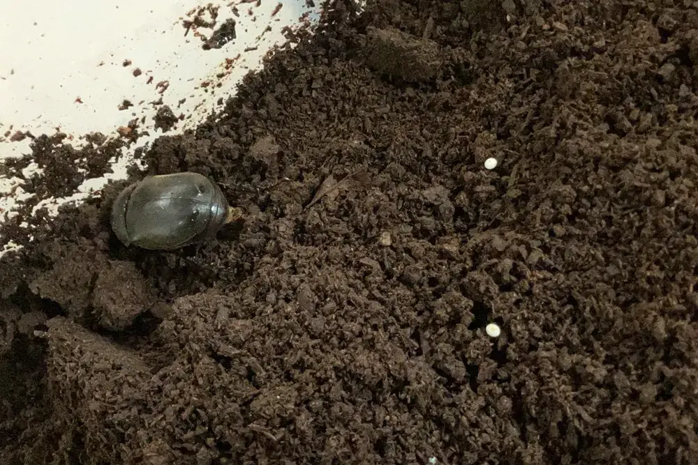 2024年夏に生まれた卵と親のカブトムシ
