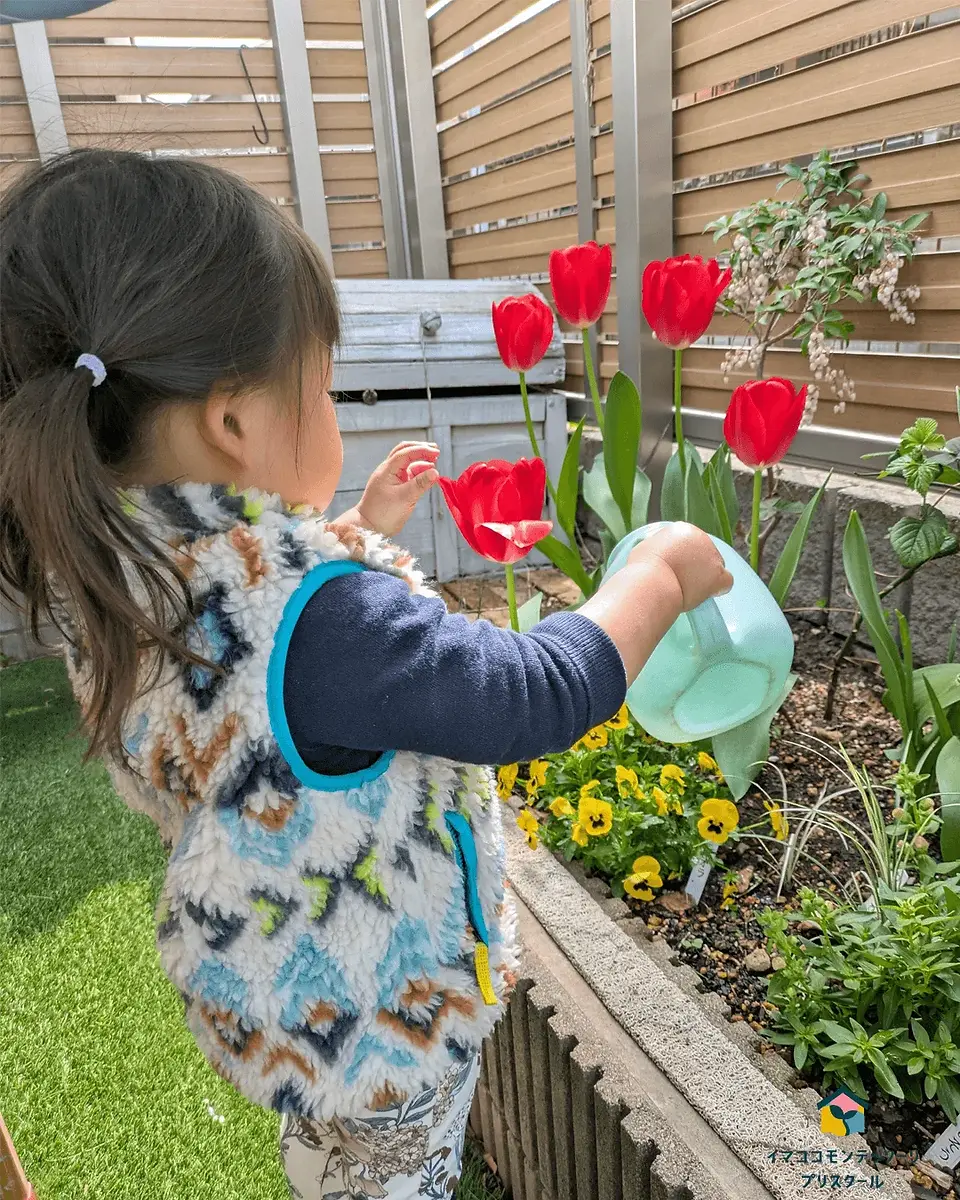 チューリップに水やりをする子ども