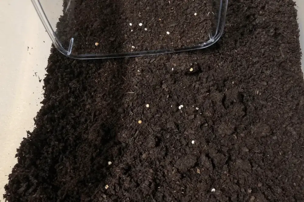 カブトムシのとても小さいたまご