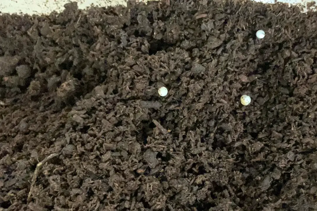 2024年夏に生まれたカブトムシの卵