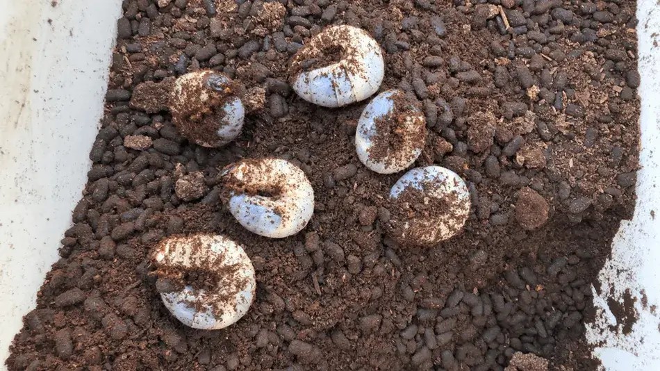 カブトムシの幼虫　土を食べて大きく育つ