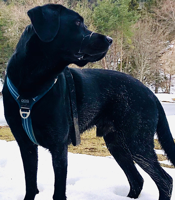 Happy Labrador Chien Education Canine