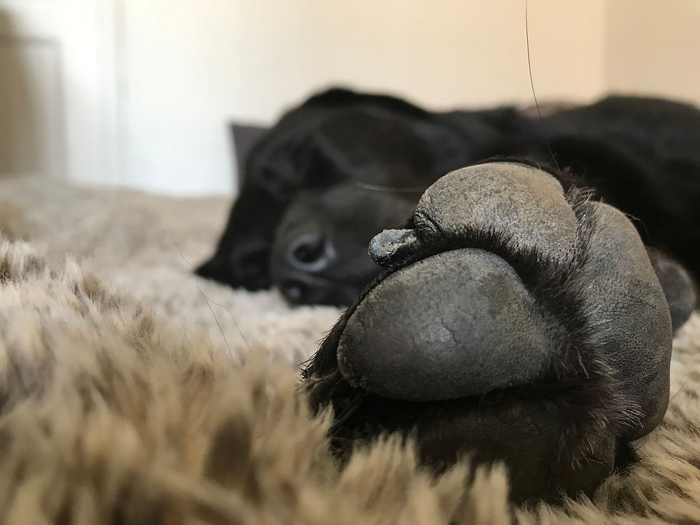 chien🐶 contact fréquence canine