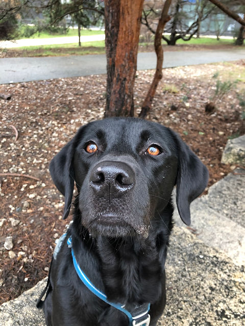 Happy Labrador Chien Education Canine