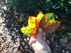 image00001