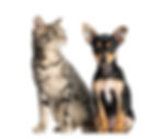 german-pinscher-puppy-2-months-old-and-a-cat-i-2024-09-27-07-22-23-utc.jpg