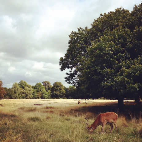 Escapade en UK #2 - Richmond Park