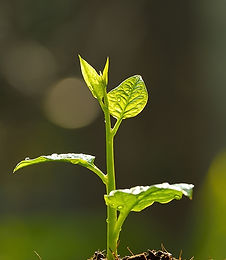 Sprouting-Plant.jpg