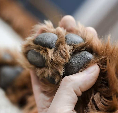 dogpad