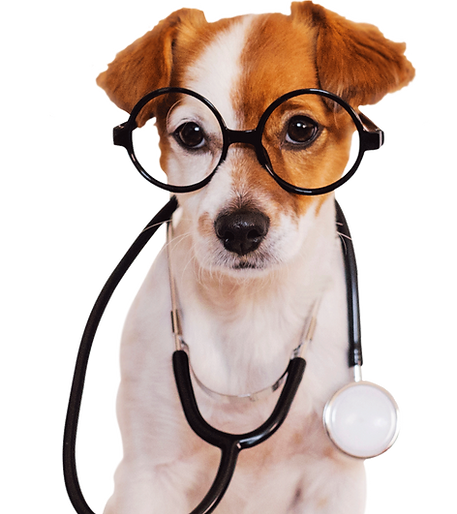 doghealth.png