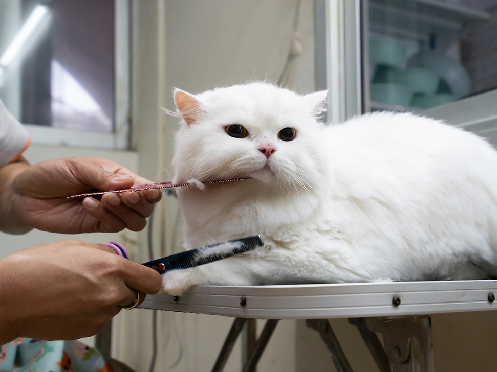 Cute fluffy white Persian cat lying comfortably on pet grooming table while getting a new