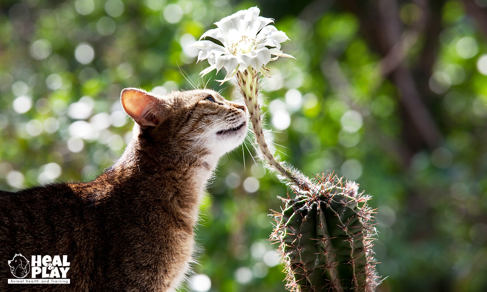Un gato olfateando una flor