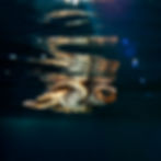 DSC_9710_115turtlerelease