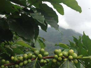 Cómo Saber el Origen de tu Café: La Trazabilidad Café Origen