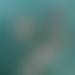 Pelicans in Caye Caulker