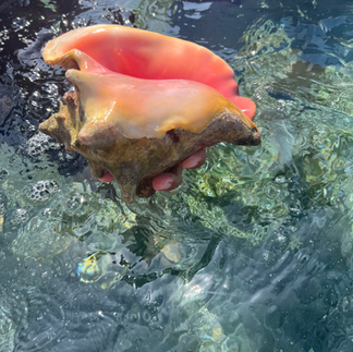 conch in Caye Caulker
