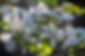 Dogwood blooms.jpg