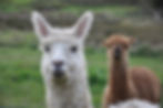 Alpaca Farm