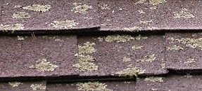 fungi shingle.jpg