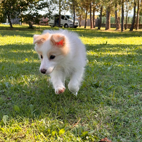 Cachorros con miedos