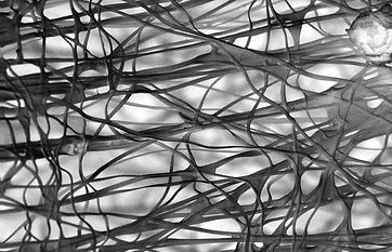 Leucoptera b 4 (2)-01_inverted.jpg