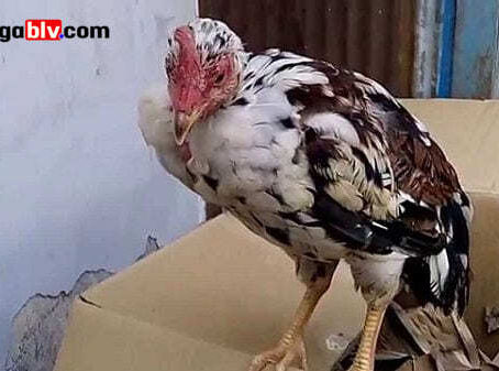 Cách phòng và điều trị bệnh IB trên gà hiệu quả nhất