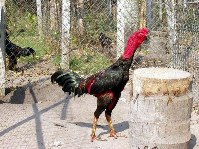 Cách chọn gà chọi đòn