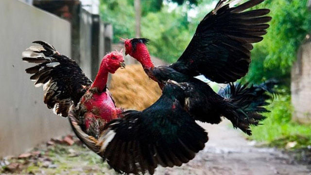 gà chọi việt nam