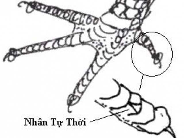 Vảy nhân tự thới