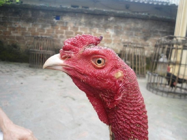 Cách chọn gà chọi đòn
