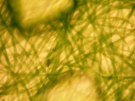 Mask Microscopy
