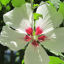 IMG_0090.jpg