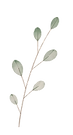 Leaves-Icon.png