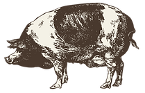 Farm Pig