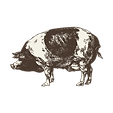 Farm Pig