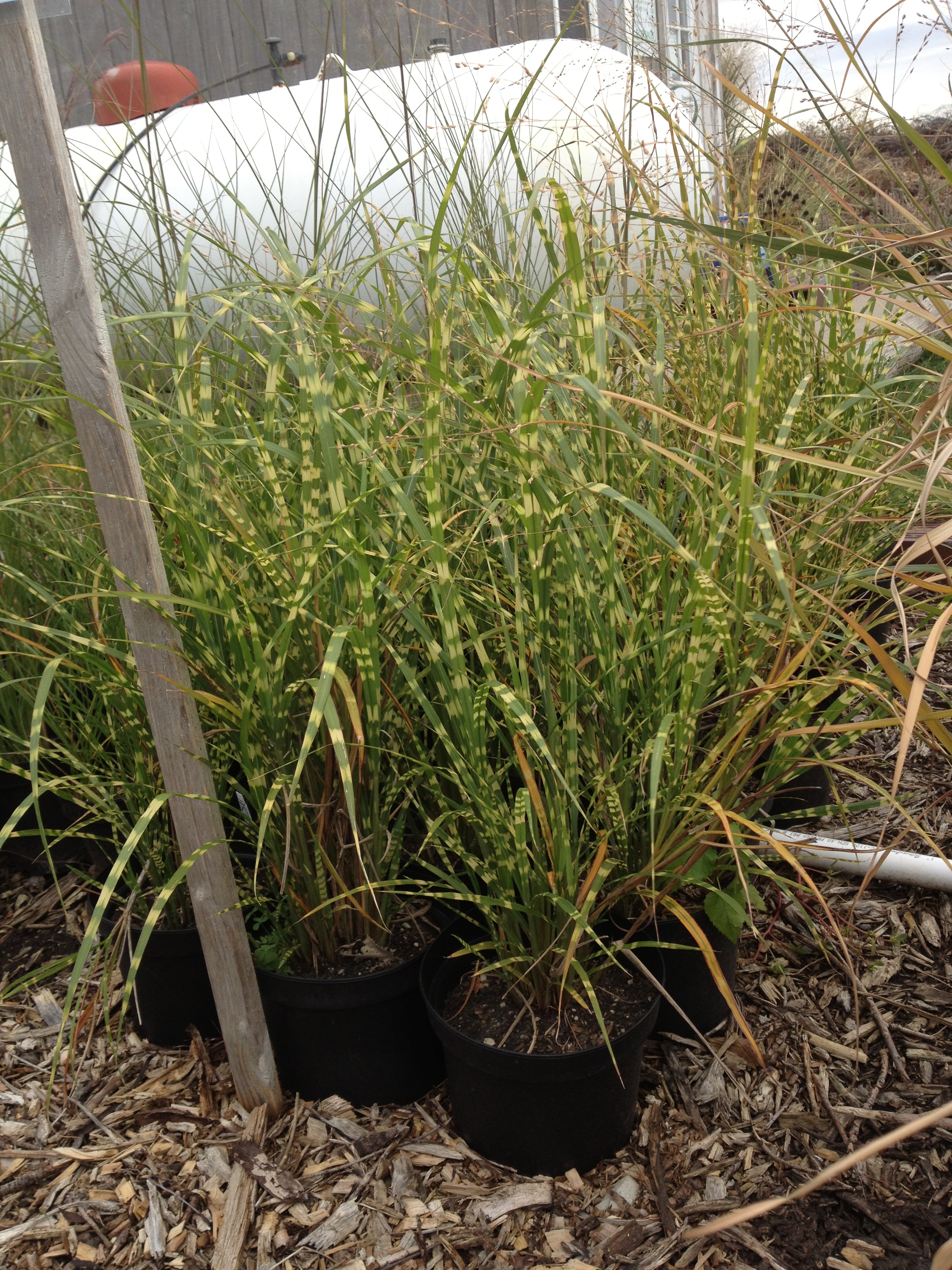 ZEBRA GRASS