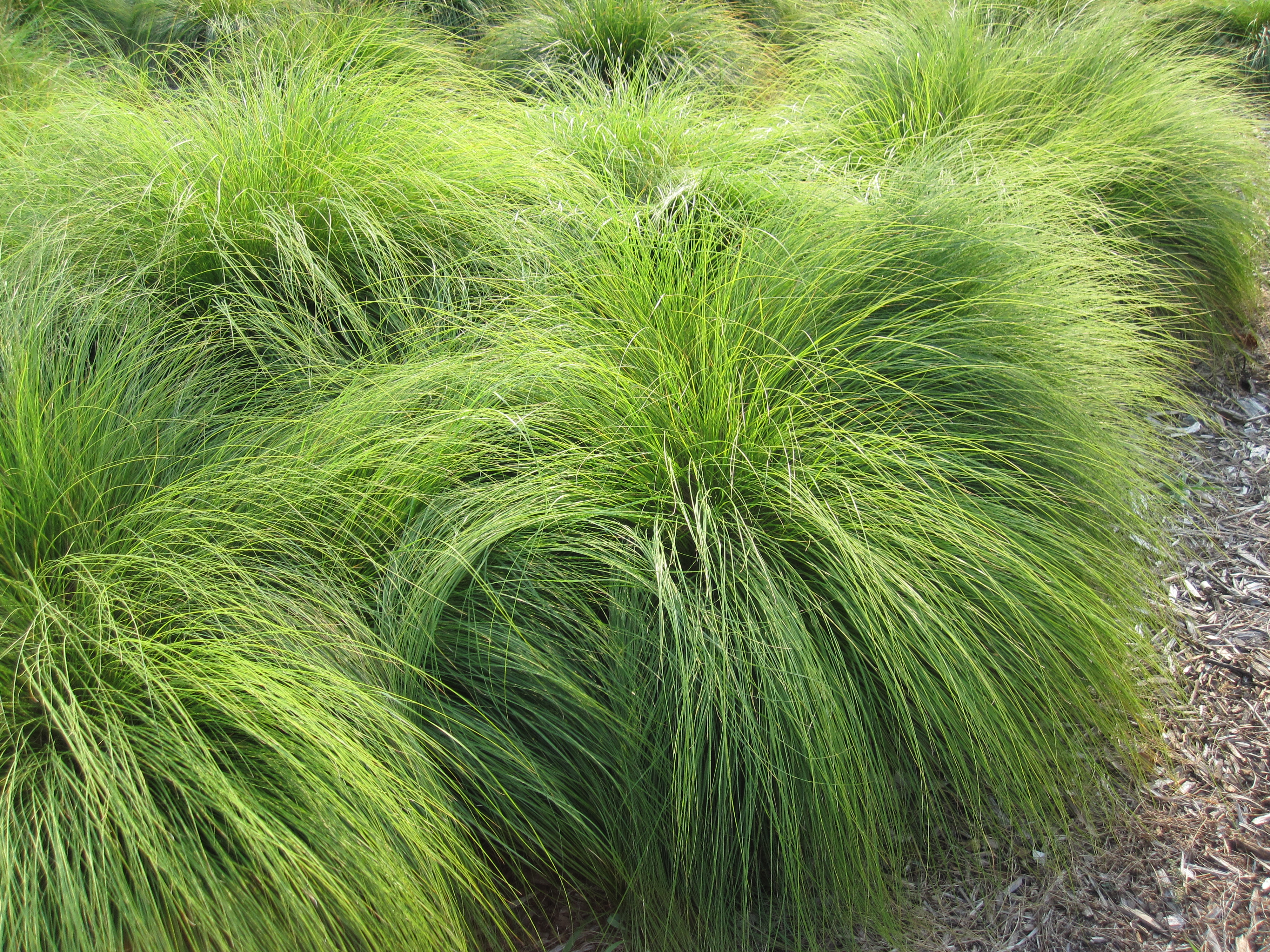 PRAIRIE DROPSEED