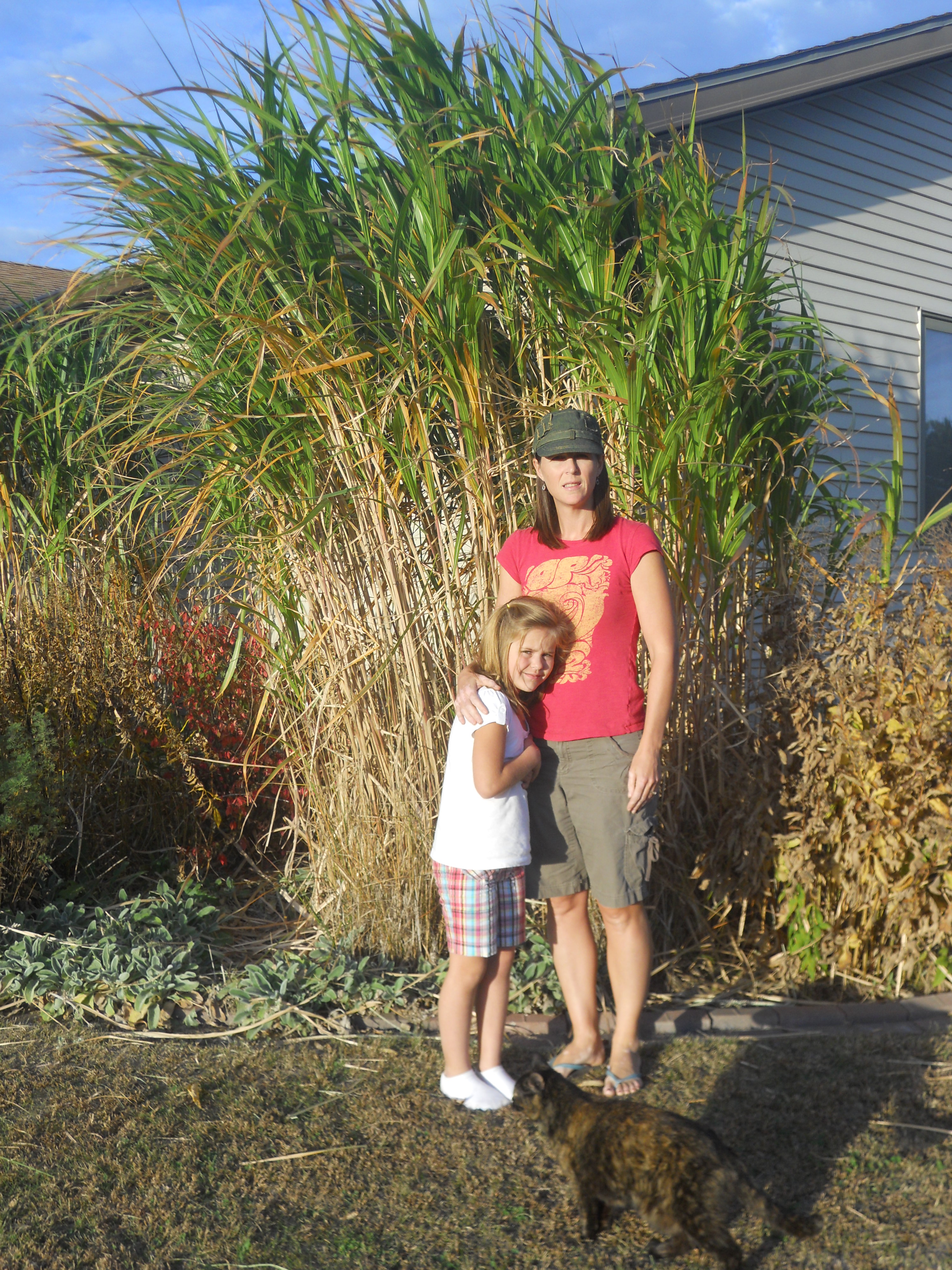 GIANT MISCANTHUS
