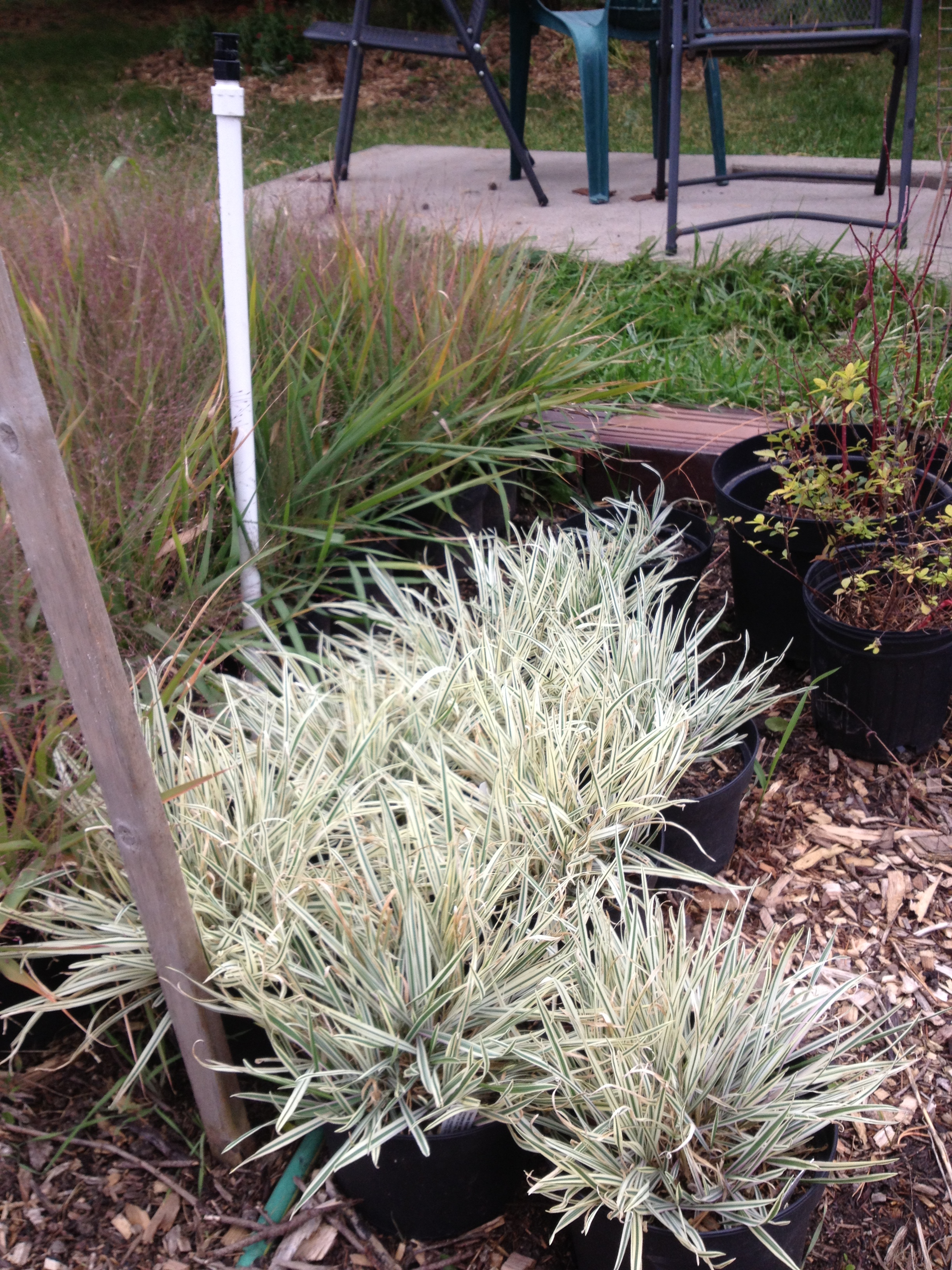 STRIPED TUBER OAT GRASS
