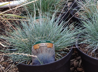 BOULDER BLUE